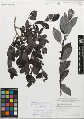 Foto von Salix myrsinifolia Salisb.